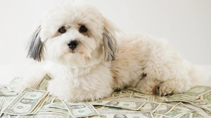 Como Ganhar Dinheiro com Pet Sitting