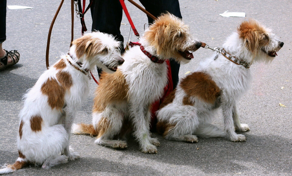 Passeador de cães: uma oportunidade para quem ama animais