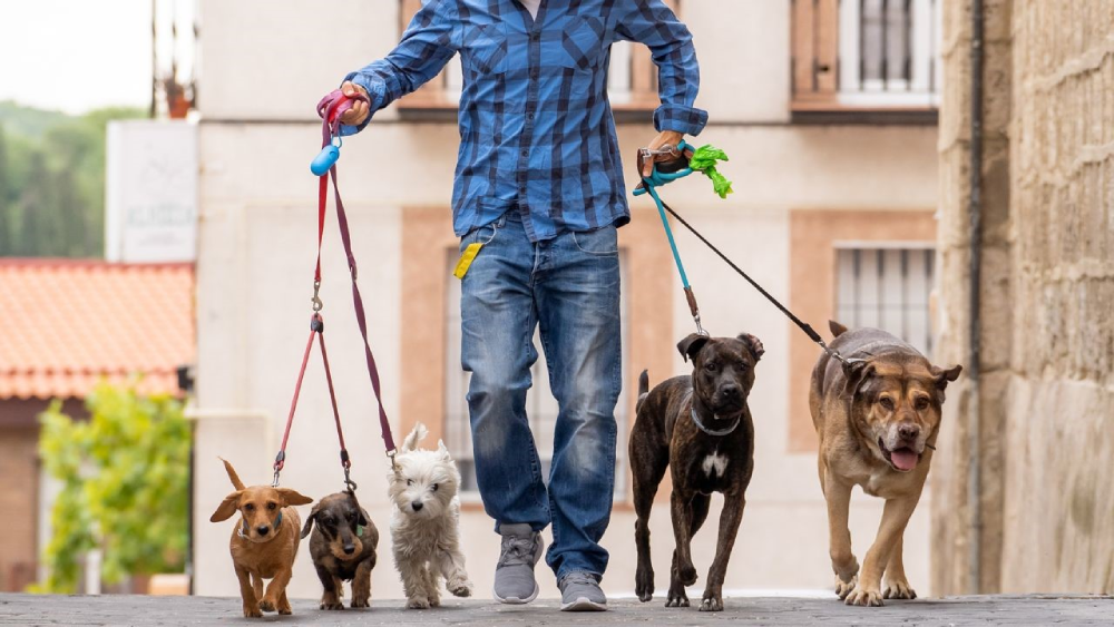 abrir um negócio com até mil reais - dog walker