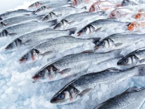 Fornecedor de peixe: Lista atualizada de fornecedores
