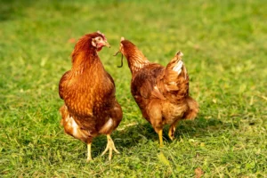 Como iniciar um negócio de criação de frango caipira com pouco dinheiro e muito potencial de lucro