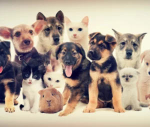 Pet Sitting: Oportunidades de Negócios para Ganhar Dinheiro