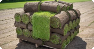 Comércio de Grama Esmeralda - Guia Passo a Passo para Iniciar