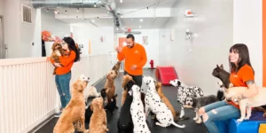 Creche para cachorro: Guia para Empreender com Cuidado de cachorros