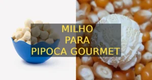 Milho para pipoca gourmet - Milho Mushroom