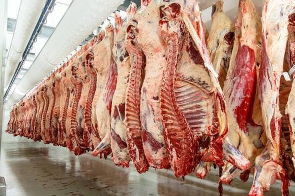 distribuidor de carne
